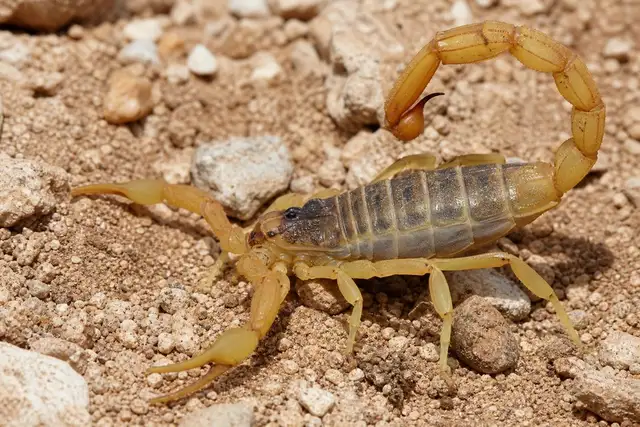 Scorpion Control and Treatment