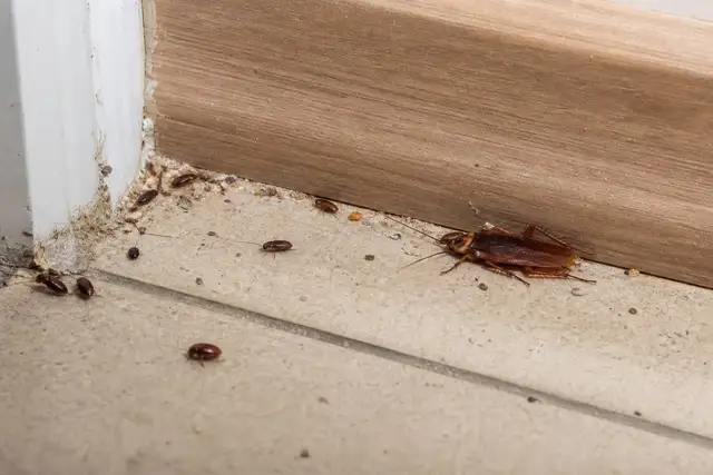 Insect Control — General Pest Management