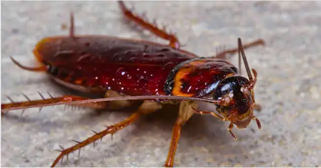 Cockroach Control Northern Cyprus