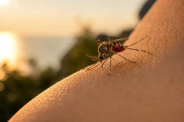 Mosquito Control and Midge Treatment