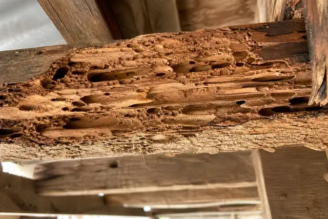 Termite (White Ant) Treatment
